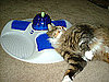 Cat Spa