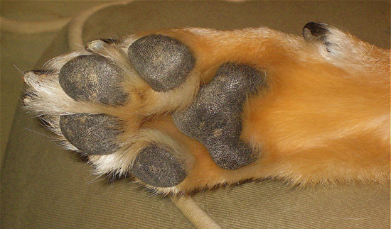 Dog Foot Pads