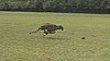 Run, Run, Run