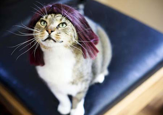 Kitty Wigs