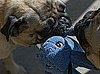 Do Your Pets Play Tug?