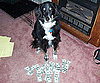 Adoption Fee and/or Donation 