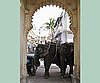 Elephants