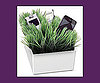 Grass