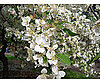 Cherry Blossom Festival