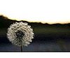 Proud Dandelion