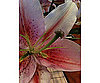 Stargazer Close-Up