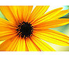 Black-Eyed Susan