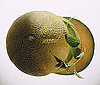 Cantaloupe 