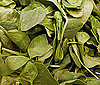 Spinach 