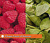 Celebrate Summer Produce