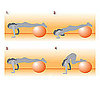 <a href="http://www.fitsugar.com/1689800">Get on the Ball: Push-Up With Tuck Crunch</a>