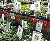 Plant Your Own Garden