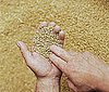 Which whole grains do you already cook with?
