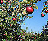 Go Apple Picking