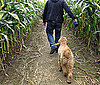 Get Lost in a Corn Maze 