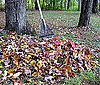 Rake Your Lawn
