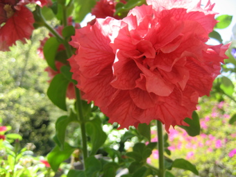 Name This Flower
