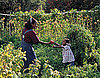Plant Now For a Second Harvest