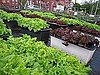Brick City Urban Farms, Newark, NJ