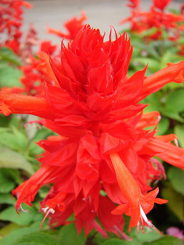 Name This Flower