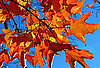 Gather Autumn Leaves