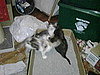play fighting 