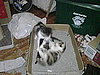 more play fighting 