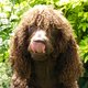 jojotaniwha's picture
