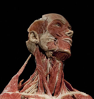 Muscles On Cadaver