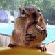 wildmom's picture