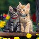kitandkaboodle's picture