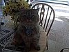 Brutus