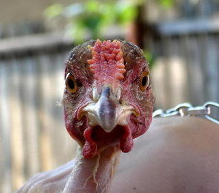 ugly chicken Pictures, Images and Photos