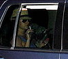 BSPEARSSMOKE022708_01