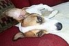 Buffy taking a nap!