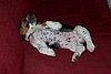Baby Oki sleeping