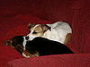 The babies taking a nap