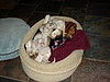 Oki taking a nap in his now small bed