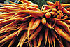 Carrots