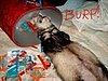Lazy_Bum_by__licia_