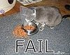 Cat With Cone: Fail
