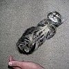 Kitten Bullet