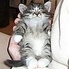 No-Neck Kitten