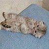 Shy Kitty