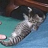 Tiny, Tiny Belly