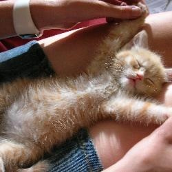 Cute Alert: Kitten Bellies!