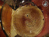 This Beer Foam Looks Like a Duck