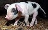 ValentinePigSWNS_468x294