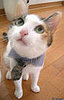 It's Flattering on Taller Cats, Too